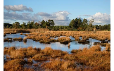 Moorlandschaft_The-wetlands-of-Thursley