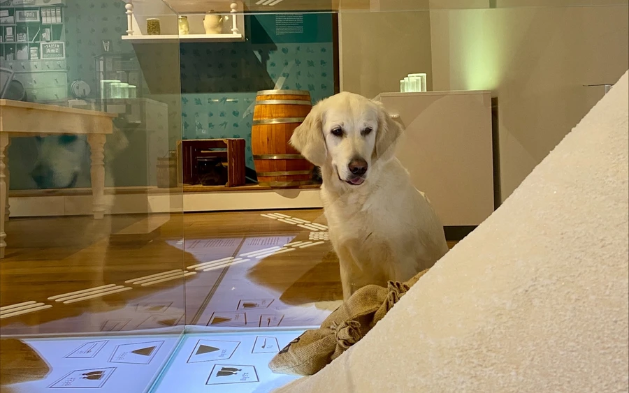 Doggy_Day_Bild Doggy_Day_Bild